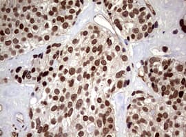 USP44 Antibody (aa420-712, clone OTI1F9)