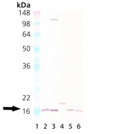 SOD1 / Cu-Zn SOD Antibody (Biotin)