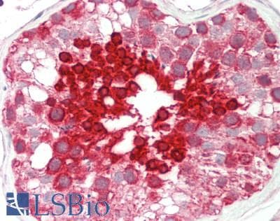 HSPA1L Antibody (C-Terminus)