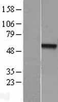 Human NR0B1 / DAX1 Protein (Over-Expression Lysate Myc-DDK (Flag))