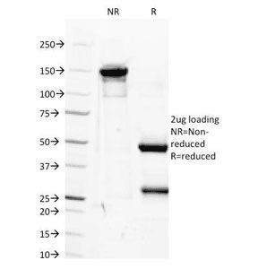 IGF1 Antibody (clone M23, Azide-free, BSA-free)