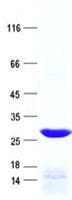 Human PPP1R42 / LRRC67 Protein (Recombinant His, N-Terminal)