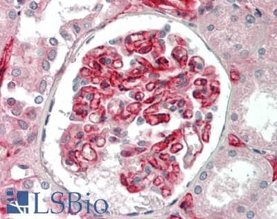 IHC-plus™ Adiponectin Antibody (clone HADI 773)