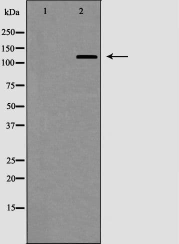 VCL / Vinculin Antibody