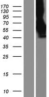 Human PVR / CD155 Protein (Over-Expression Lysate Myc-DDK (Flag))