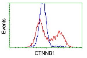 CTNNB1 / Beta Catenin Antibody (clone OTI12H7)