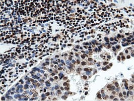 NT5DC1 Antibody (clone OTI3H2)