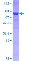 Human IRAK4 / IRAK-4 Protein (Recombinant GST)
