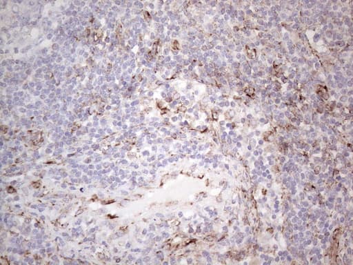 Peripherin Antibody (clone UMAB202, Carrier-free)
