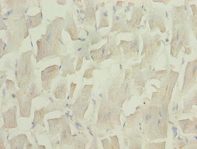 UCP3 Antibody