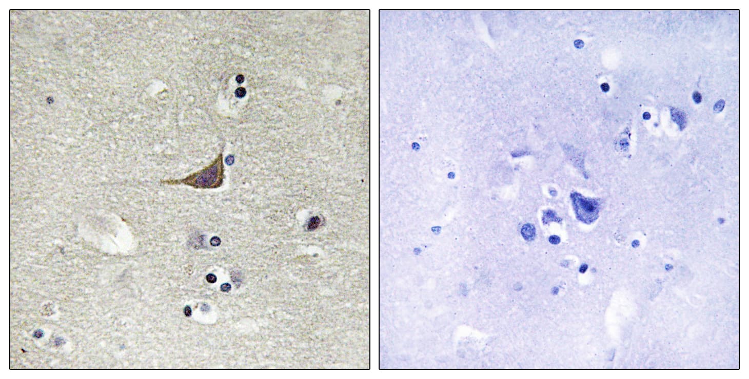GPR180 Antibody (aa241-290)