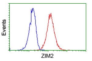 ZIM2 Antibody (clone OTI5C7)