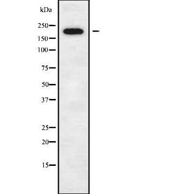 DOCK11 Antibody