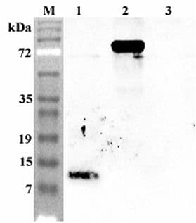 Polyclonal Rabbit anti-Human Granulin C Antibody (WB)