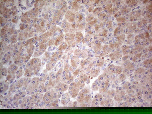 PPA2 Antibody (clone OTI7C1)