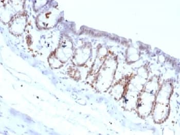 FOXA1 Antibody (clone FOXA1/1518, Azide-free, BSA-free)