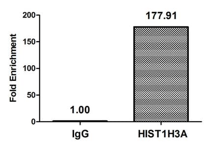 HIST1H3A Antibody