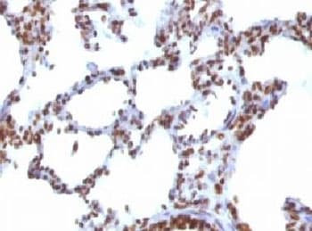 Nuclear Antigen Antibody (clone NUCM1-1)