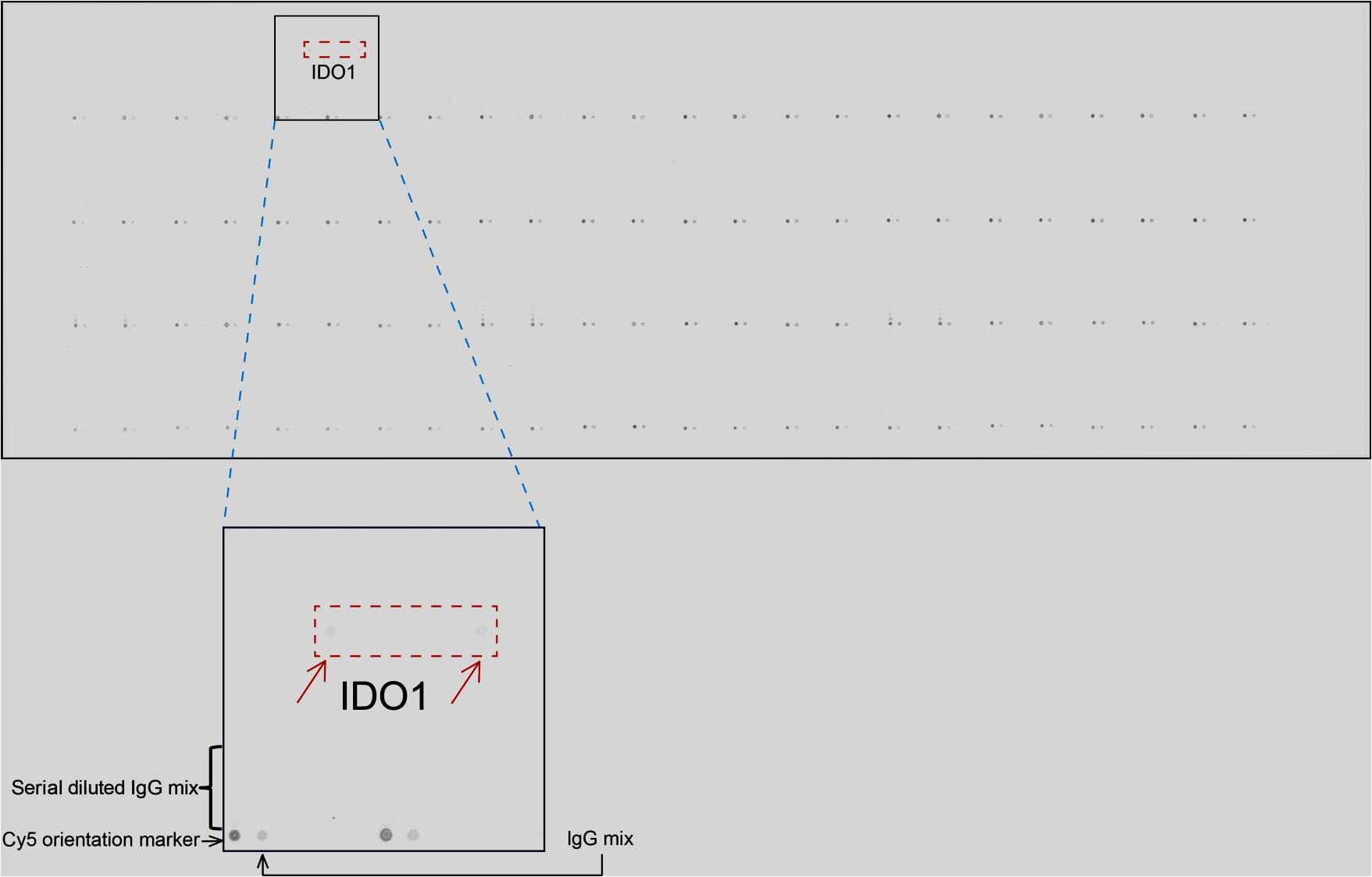 IDO1 / IDO Antibody (clone UMAB252)