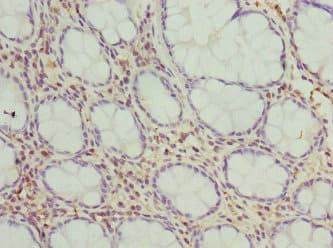 FMO1 Antibody