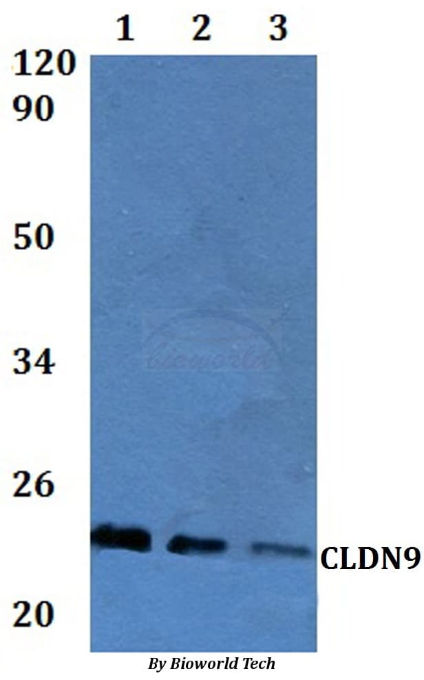 CLDN9 / Claudin 9 Antibody