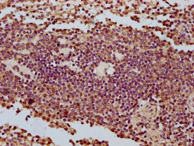 COA3 / CCDC56 Antibody
