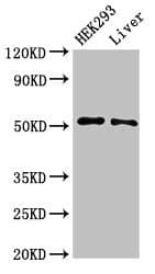 ISG54 / IFIT2 Antibody