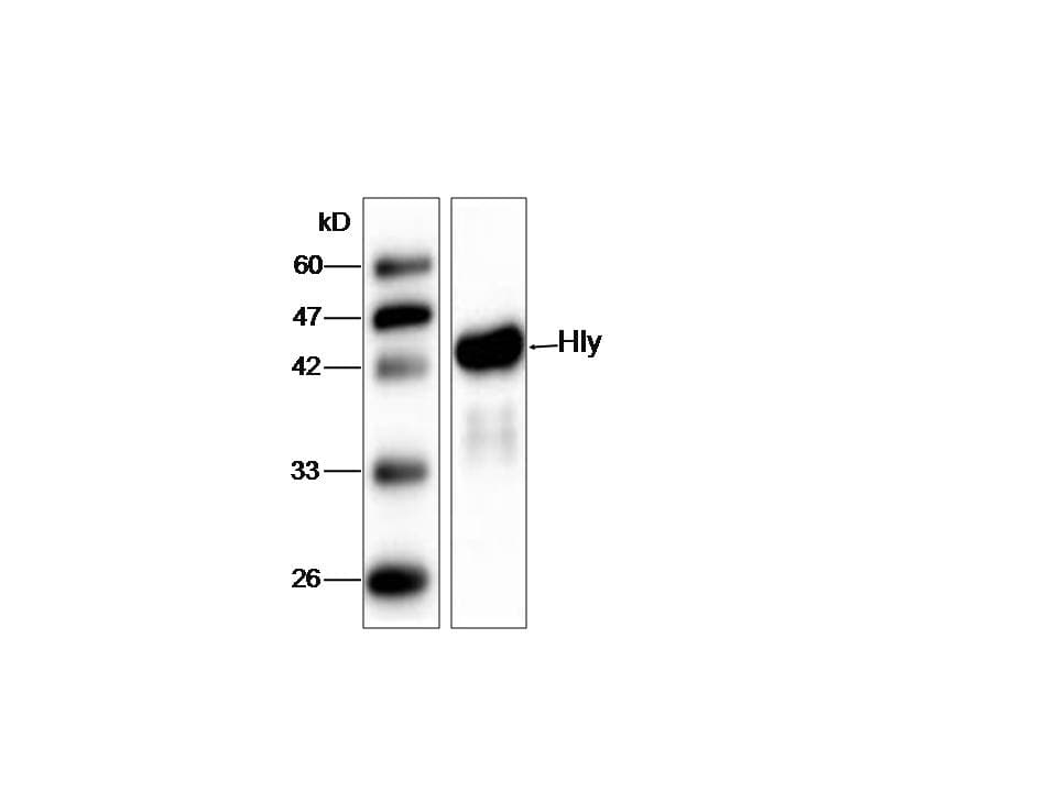 Listeria monocytogenes Hly Antibody (aa20-119, clone BU-33)