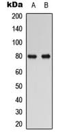 RAD17 Antibody (C-Terminus)