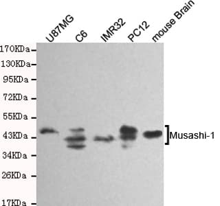 Monoclonal Mouse anti-Human MSI1 / Musashi 1 Antibody (WB)