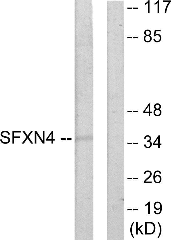 SFXN4 Antibody