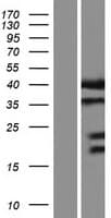 STX16 / Syntaxin 16 Protein (Over-Expression Lysate Myc-DDK (Flag))