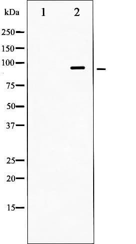 DNM1 / Dynamin Antibody