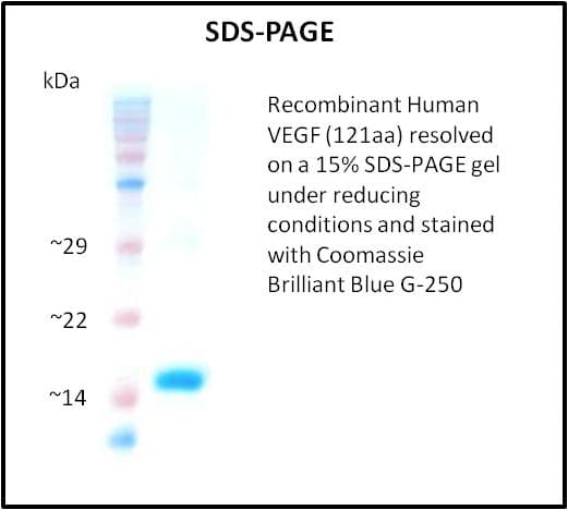 Human VEGFA / VEGF Protein (Recombinant)