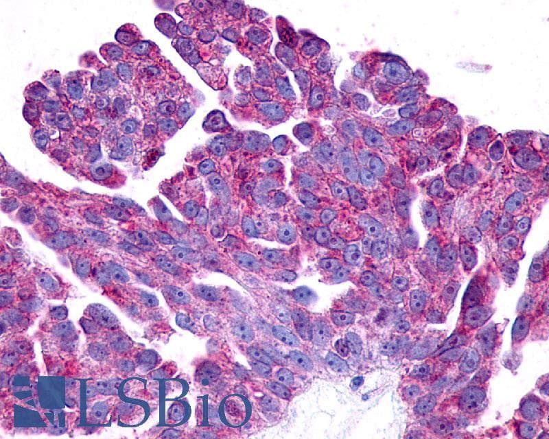 PathPlus™ PTGER2 / EP2 Antibody (N-Terminus)