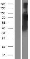 RABEP1 / Rabaptin-5 Protein (Over-Expression Lysate Myc-DDK (Flag))