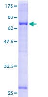 Human GNAI3 Protein (Recombinant GST)