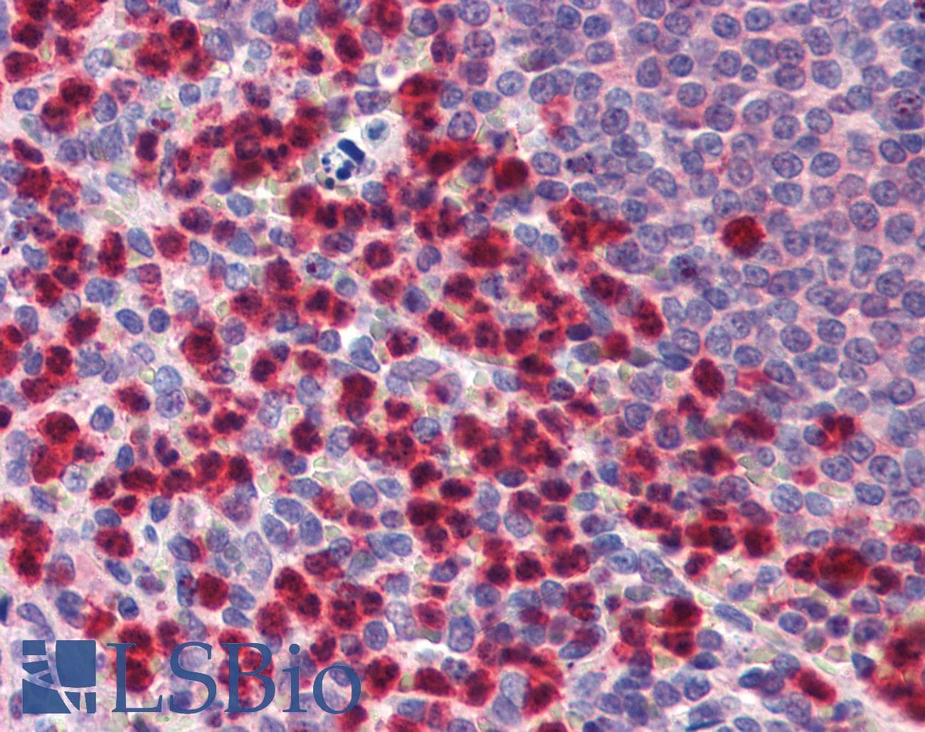IHC-plus™ CASP9 / Caspase 9 Antibody