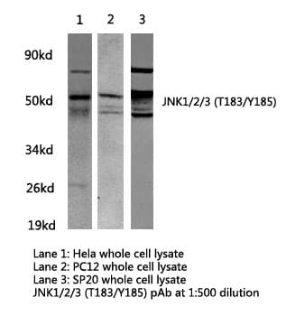JNK1+2+3 Antibody (Thr183/Tyr185)