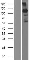 KRBA1 Protein (Over-Expression Lysate Myc-DDK (Flag))