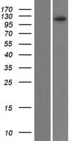 ZNF518B Protein (Over-Expression Lysate Myc-DDK (Flag))