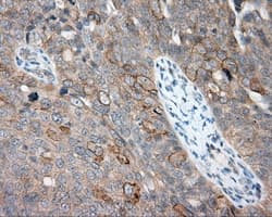 NME4 Antibody (clone OTI1E3)