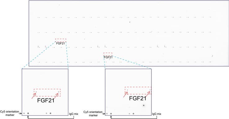FGF21 Antibody (aa29-209, clone UMAB71, Carrier-free)