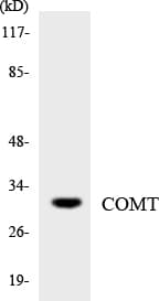 COMT Antibody (aa52-101)