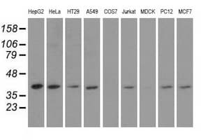 HIBCH Antibody (clone OTI3E7)