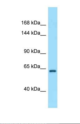 Radil Antibody (aa916-965)