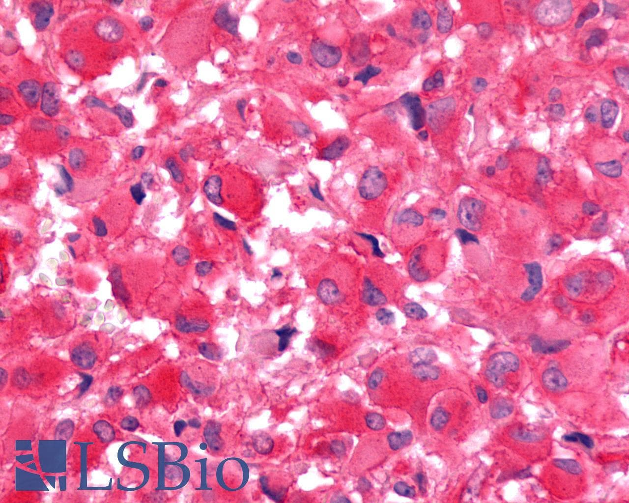 PathPlus™ FZD9 / Frizzled 9 Antibody (N-Terminus)