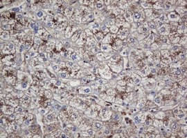 CRYAA / Alpha A Crystallin Antibody (clone OTI2C3)