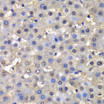 IHC-plus™ DHFR Antibody