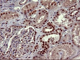 RAPGEF1 Antibody (clone OTI2C3, Carrier-free)